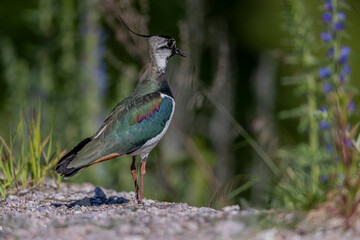 This handsome bird was standing on a roadside in the afternoon light. It probably had chicks...