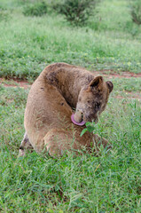 lion, femelle, lionne, Panthera leo, Afrique