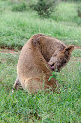 lion, femelle, lionne, Panthera leo, Afrique