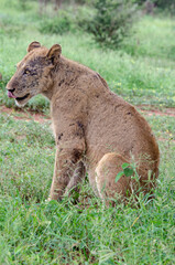 lion, femelle, lionne, Panthera leo, Afrique