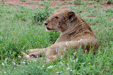 lion, femelle, lionne, Panthera leo, Afrique