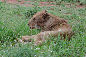 lion, femelle, lionne, Panthera leo, Afrique