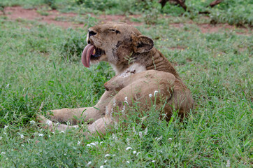 lion, femelle, lionne, Panthera leo, Afrique