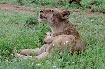lion, femelle, lionne, Panthera leo, Afrique