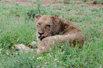 lion, femelle, lionne, Panthera leo, Afrique