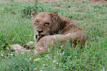 lion, femelle, lionne, Panthera leo, Afrique