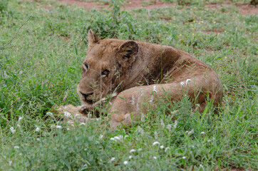 lion, femelle, lionne, Panthera leo, Afrique