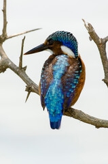Martin pêcheur huppé,.Corythornis cristatus , Malachite Kingfisher