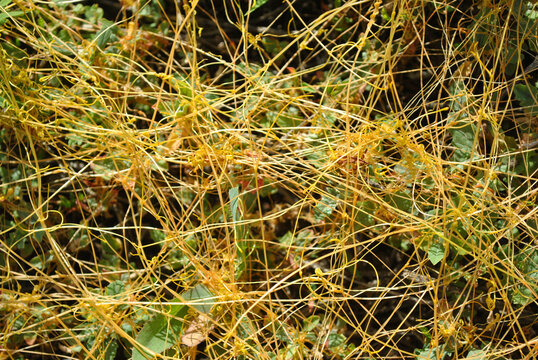Cuscuta europaea  (greater dodder, European dodder) on green grass, close up detail top view, natural organic detail