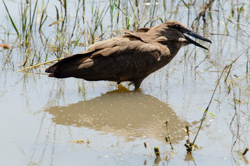 Ombrette africaine,.Scopus umbretta, Hamerkop