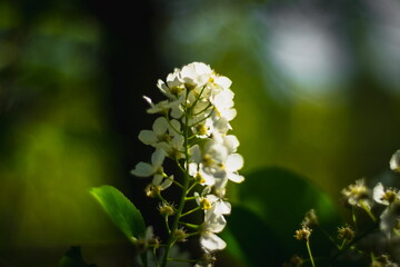 close up of a white flower