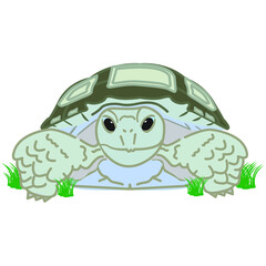 African spurred tortoise. Sulcata Tortoise. The third largest land turtle in the world is a turtle.