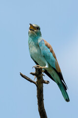 Rollier d'Europe,.Coracias garrulus, European Roller