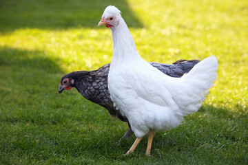 Free range chicken on a traditional poultry farm