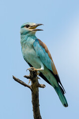 Rollier d'Europe,.Coracias garrulus, European Roller