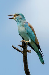 Rollier d'Europe,.Coracias garrulus, European Roller