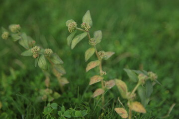 wild flowers in the forest