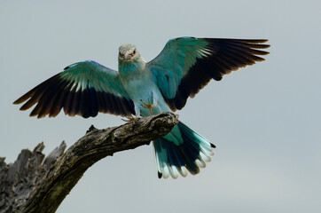 Obraz premium Rollier d'Europe,.Coracias garrulus, European Roller