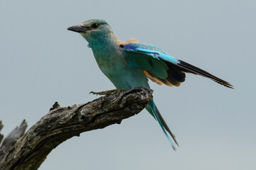 Rollier d'Europe,.Coracias garrulus, European Roller
