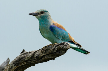 Rollier d'Europe,.Coracias garrulus, European Roller