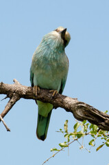 Rollier d'Europe,.Coracias garrulus, European Roller