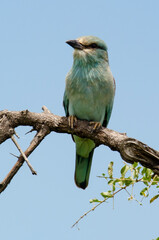 Rollier d'Europe,.Coracias garrulus, European Roller