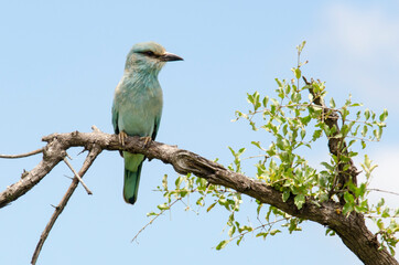 Rollier d'Europe,.Coracias garrulus, European Roller
