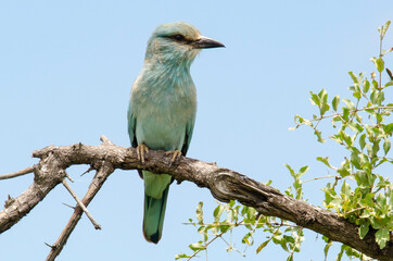 Rollier d'Europe,.Coracias garrulus, European Roller