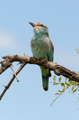 Rollier d'Europe,.Coracias garrulus, European Roller