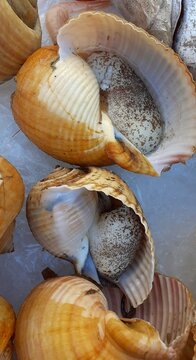 Live giant tun gastropod mollusc on a fish market stand, Tonna galea.