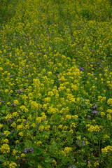Obraz premium Rape field with yellow flowers in vertical format
