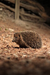 Igel Igor auf Nahrungssuche