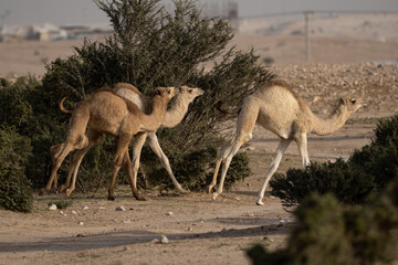 Domestic camels in Qatar's south-west