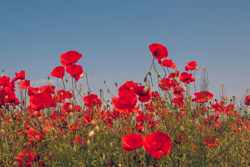 Mohnblumen im Sommer