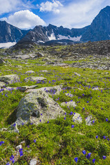 Blue catchment flowers in a mountains. Altai, Russia