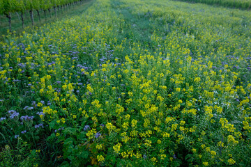 Field of rape in flower
