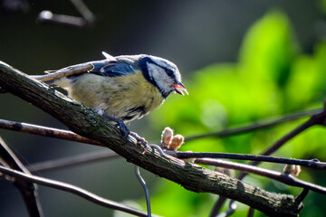 Obraz premium Blaumeise ( Cyanistes caeruleus, Syn.: Parus caeruleus ).