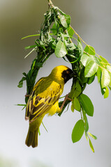 Tisserin intermédiaire,.Ploceus intermedius, Lesser Masked Weaver