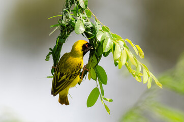 Tisserin intermédiaire,.Ploceus intermedius, Lesser Masked Weaver