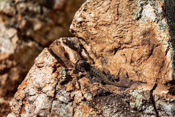 Western Fence Lizard 2