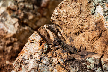 Western Fence Lizard 1