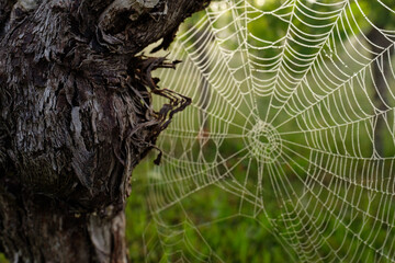 Old gnarled vine with spiderweb