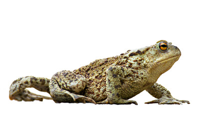 Common Toad isolated on white