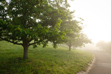 Cherry trees in morning mist