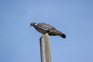 pigeon on a log