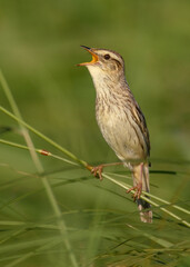 Aquatic Warbler in its natural habitat.