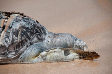 Dead turtle on shore