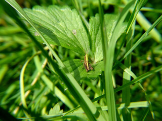 Chorthippus dorsatus