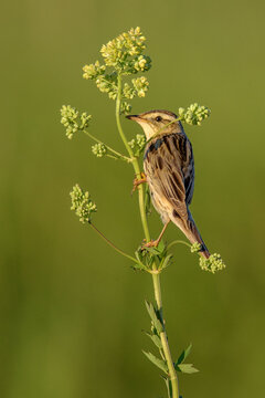 Aquatic Warbler In Its Natural Habitat.