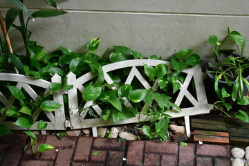 wooden fence with green leaves